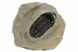 Ventrally Prepared Reedops Trilobite - Aatchana, Morocco #235653-3